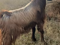 Goat, Goats — photo 8