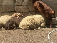 Sheep, Sheep — photo 4