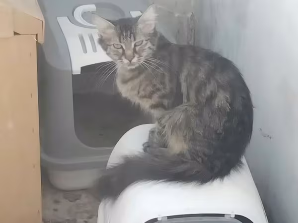 Pisik Sahiblendirilir Odenisiz Menkul