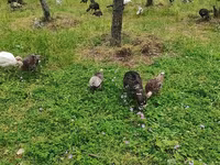 Turkeys — photo 2