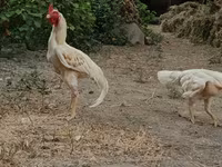 Chickens — photo 4
