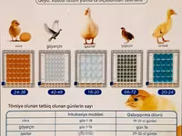 Tam avtomatik inkubator / su və yem qabı daxil./Göy-1əd.yaşıl 1əd — 照片 3