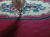 Chickens — foto 2