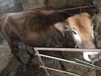 मवेशी (लॉट, लिंग निर्दिष्ट नहीं), मवेशी — फ़ोटो 5