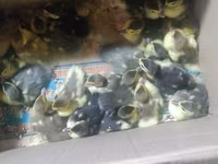 Ducks — foto 2