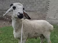 Ram, Blackheaded Persian sheep — photo 2