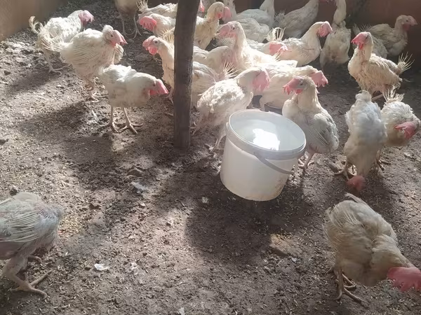 Chickens — Azerbaijan