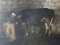 İnək, Russian Black pied cattle — foto 3
