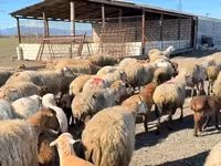 Qoç, Qoyunlar — foto 2