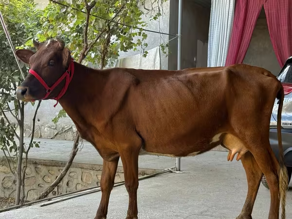 İnək, Mal-qara