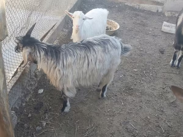 Bode, Cabras