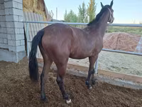 Mare, Kazakh horse — photo 5