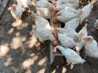 Chickens — photo 2