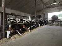Bulle, Russian Black pied cattle — Foto 2