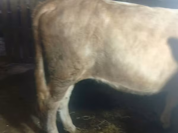 Vaca, Ganado vacuno