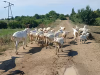 Sheep, Sheep — photo 2