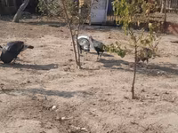 Turkeys — الصورة 6