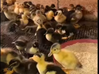 Ducks — photo 4