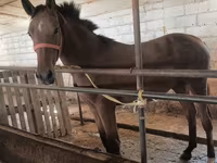 母马, Thoroughbred horse — 照片 1