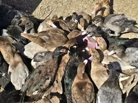 Ducks — Foto 2