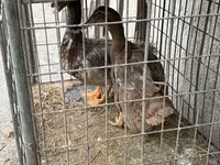 Ducks — foto 2