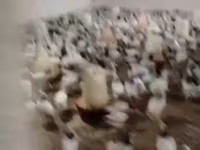 Chickens — Foto 4