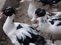 Ducks — फ़ोटो 1