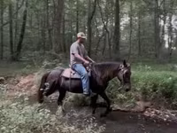 Horse (M), Rocky Mountain Horse — photo 2
