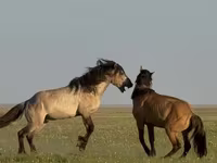 At, Bashkir horse — foto 3