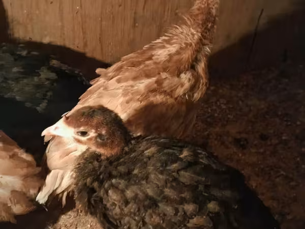 Turkeys
