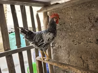 Chickens — foto 1