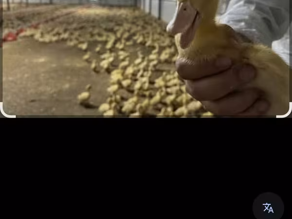 German Pekin — Azerbaijan