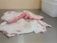 Սալ խոզի տեղական թարմ — foto 1