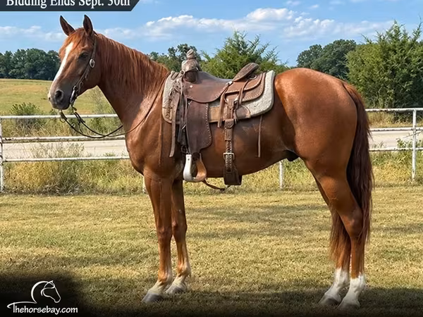 At, Missouri foxtrotter