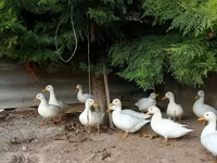 Ducks — 照片 5