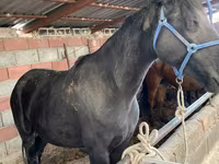 Égua, Cavalos — foto 2