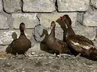 Domestic Muscovy — photo 2