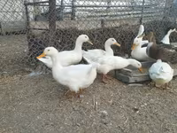 Ducks — photo 6