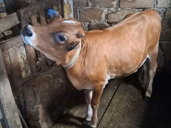 Cow, Cattle
