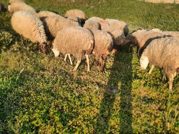 Sheep (batch, sex not specified), Sheep