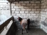 Qoç, Qoyunlar — foto 7