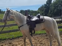 At, Kentucky mountain daddle horse — foto 8