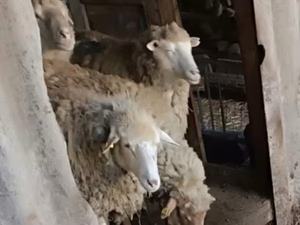 Ovce, Ovce