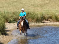 At, Gypsy horse — foto 5