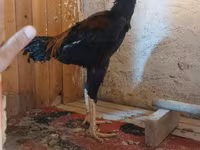 Chickens — foto 6