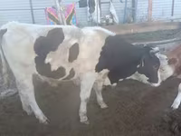 Bull, Cattle — photo 2