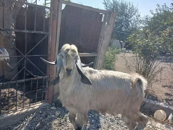 Ziegenbock, Damask goat