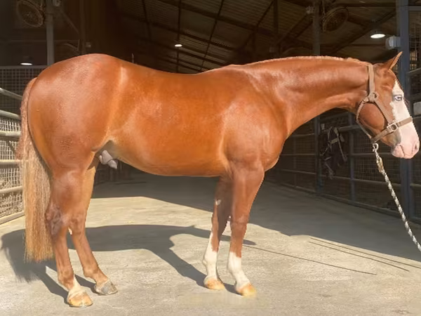 At, Quarter Horse