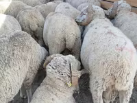 Qoç, Merino sheep — foto 1