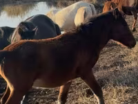 Koń, Mugalzhar horse — zdjęcie 3